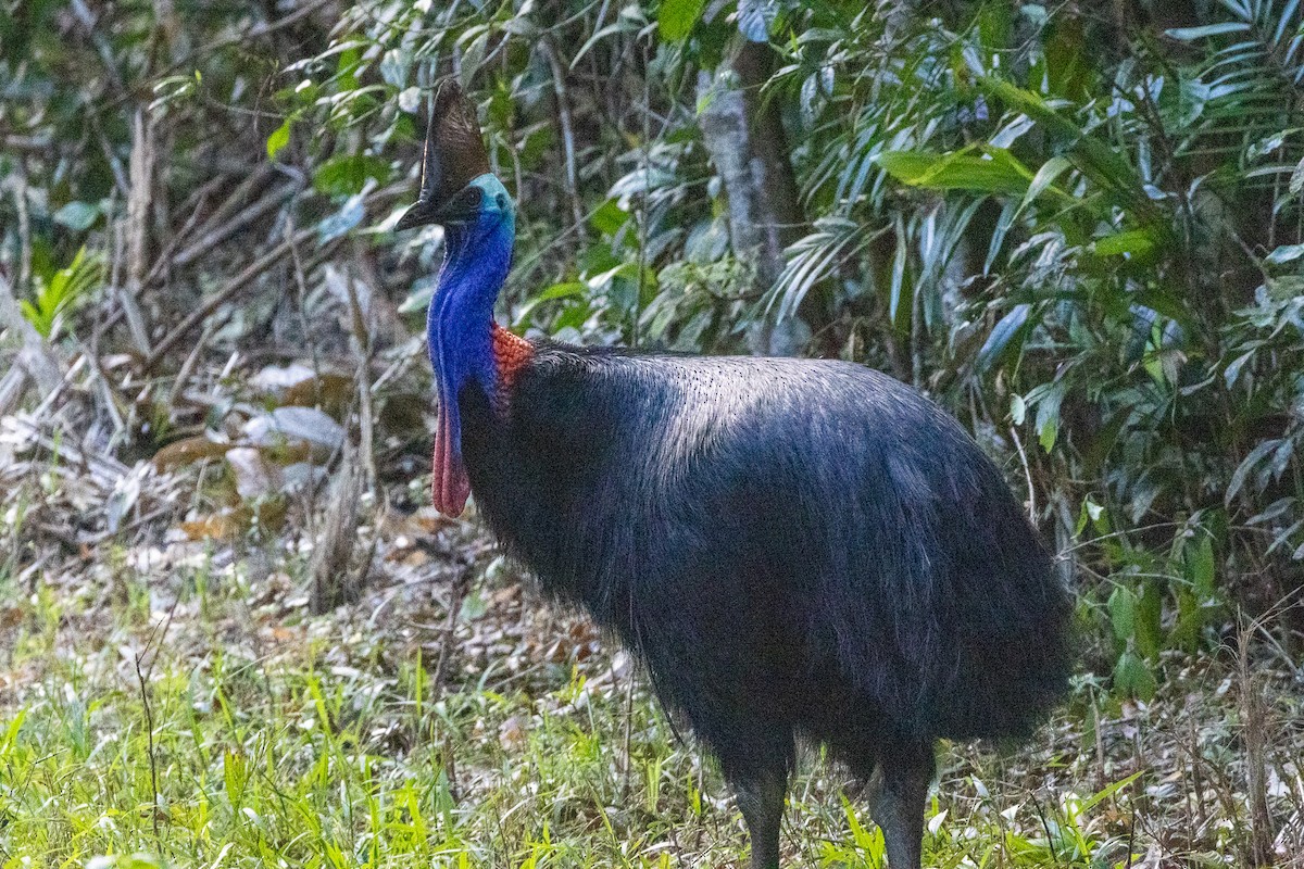 Шлемоносный казуар - ML646745246