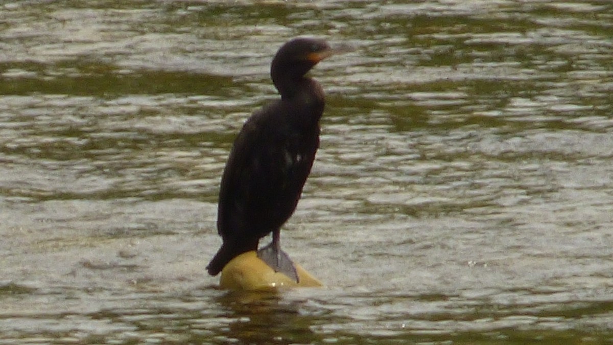 Neotropic Cormorant - ML646745247