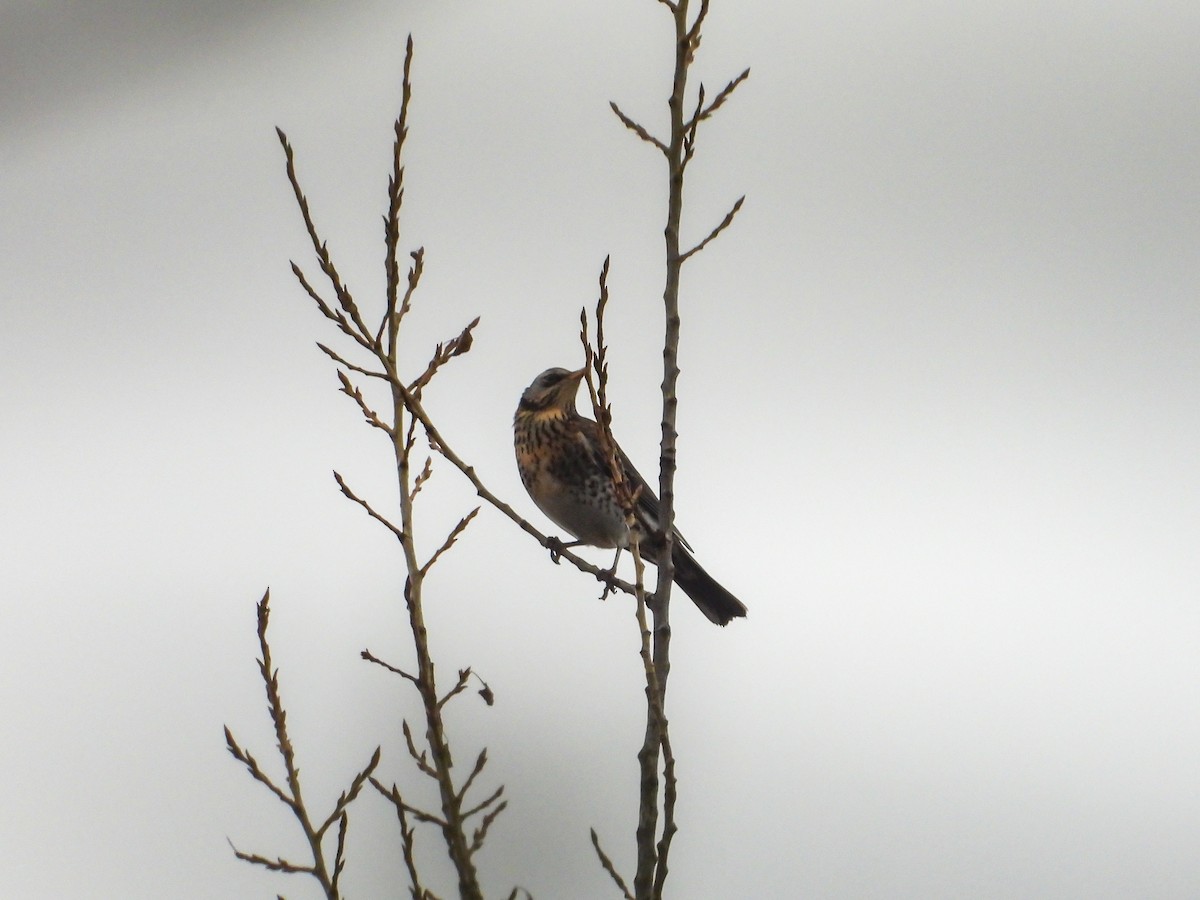 ノハラツグミ - ML646745250