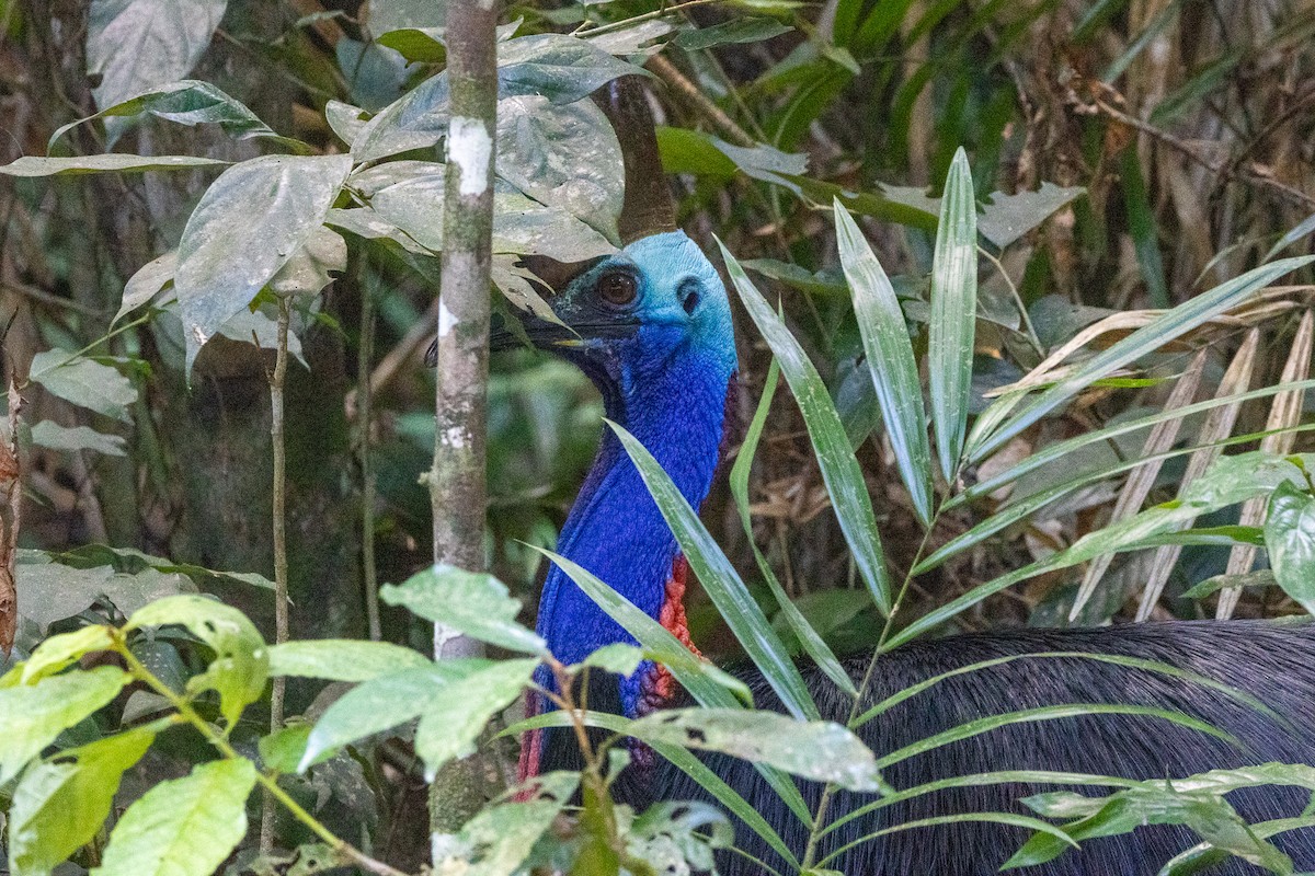 Шлемоносный казуар - ML646745254