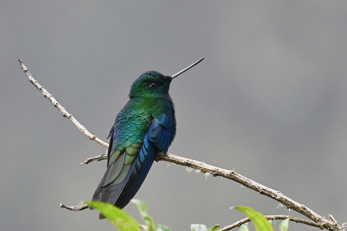 Great Sapphirewing - ML646745257