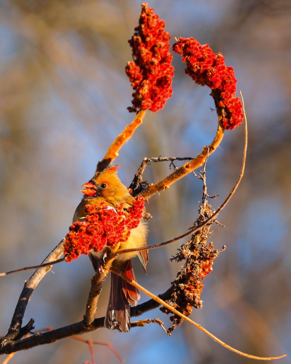 Kardinal arrunta - ML646745258