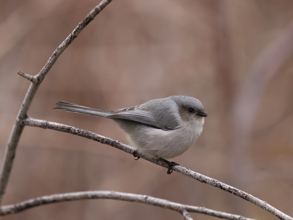 Orite buissonnière - ML646745259
