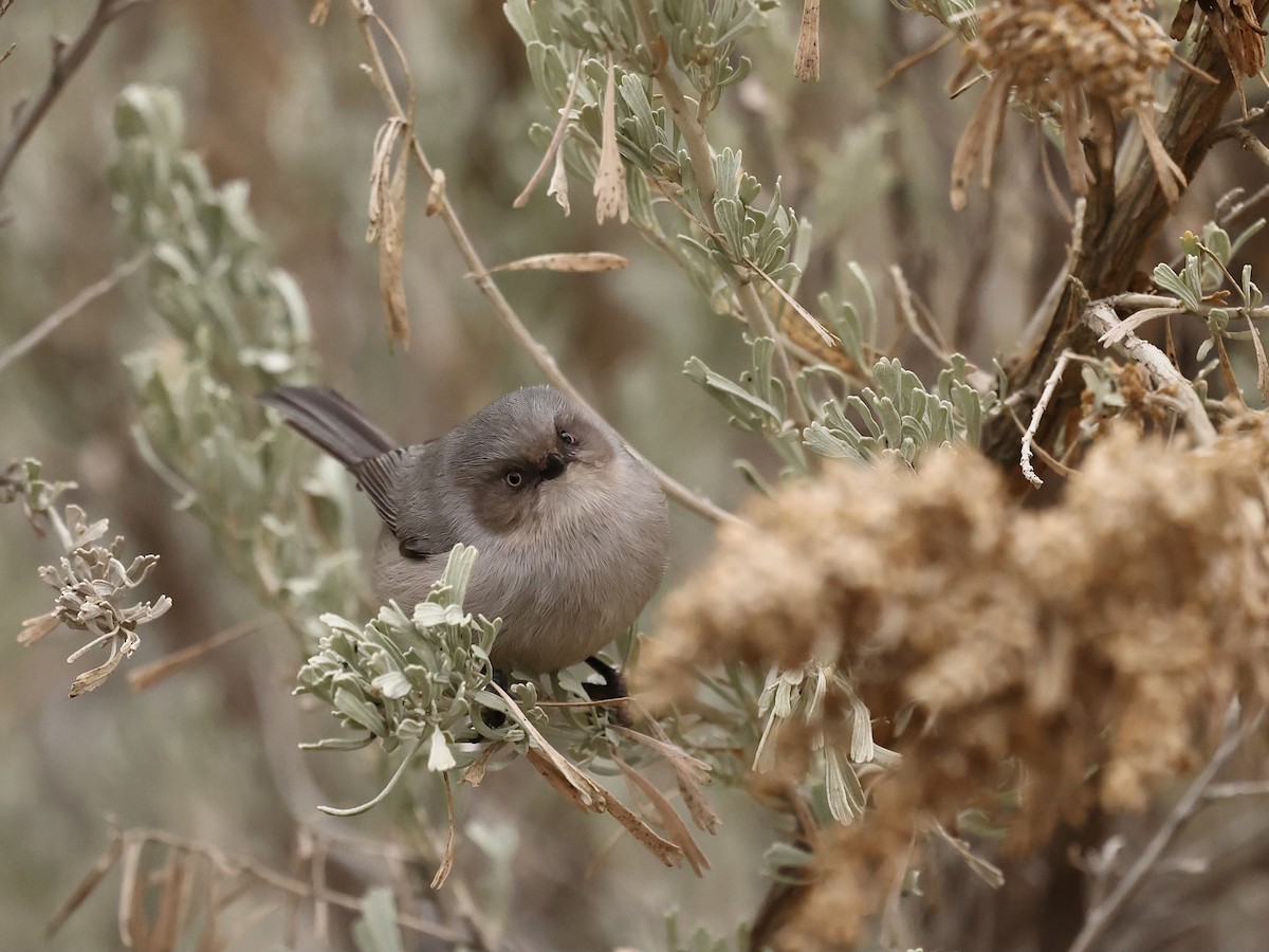 Orite buissonnière - ML646745260