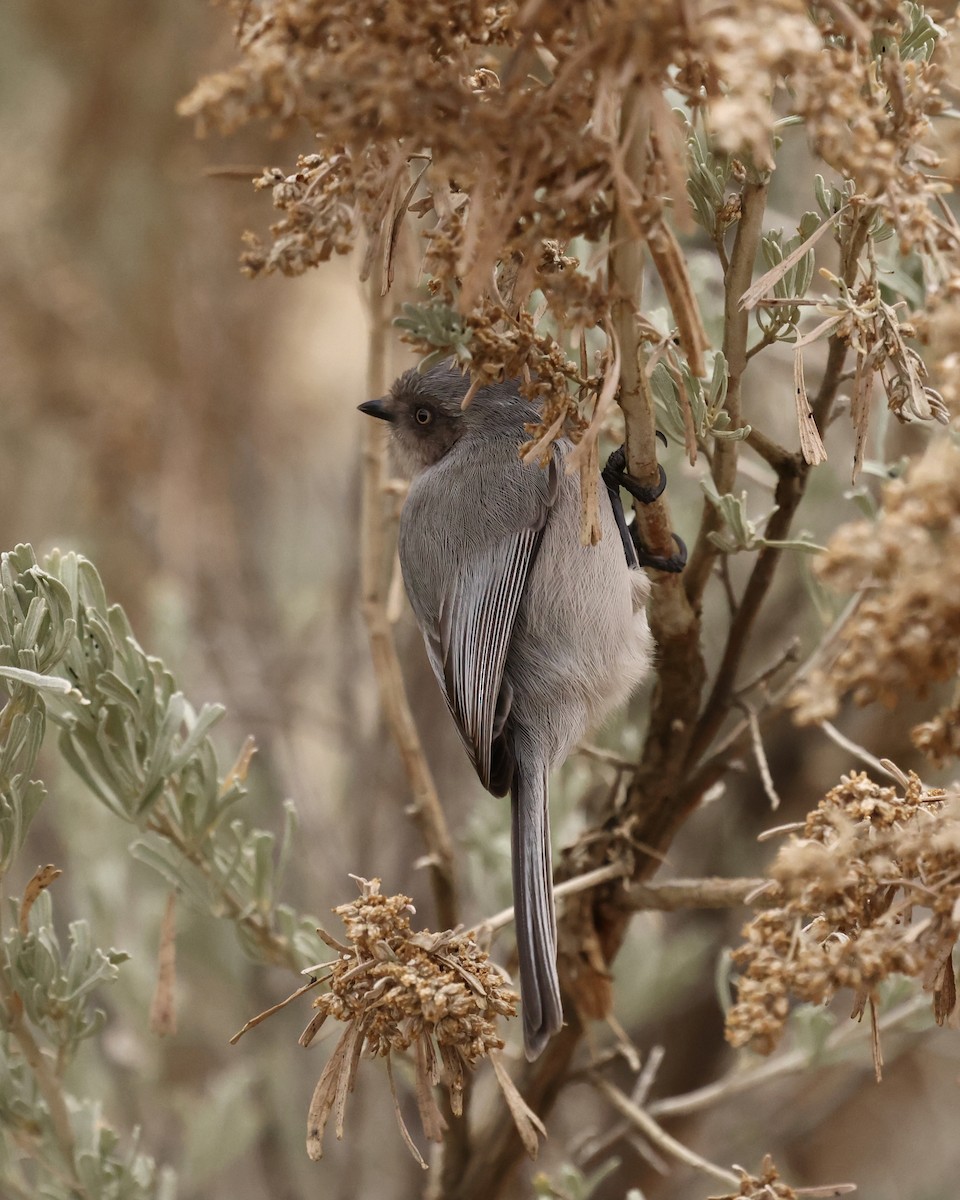 Orite buissonnière - ML646745261