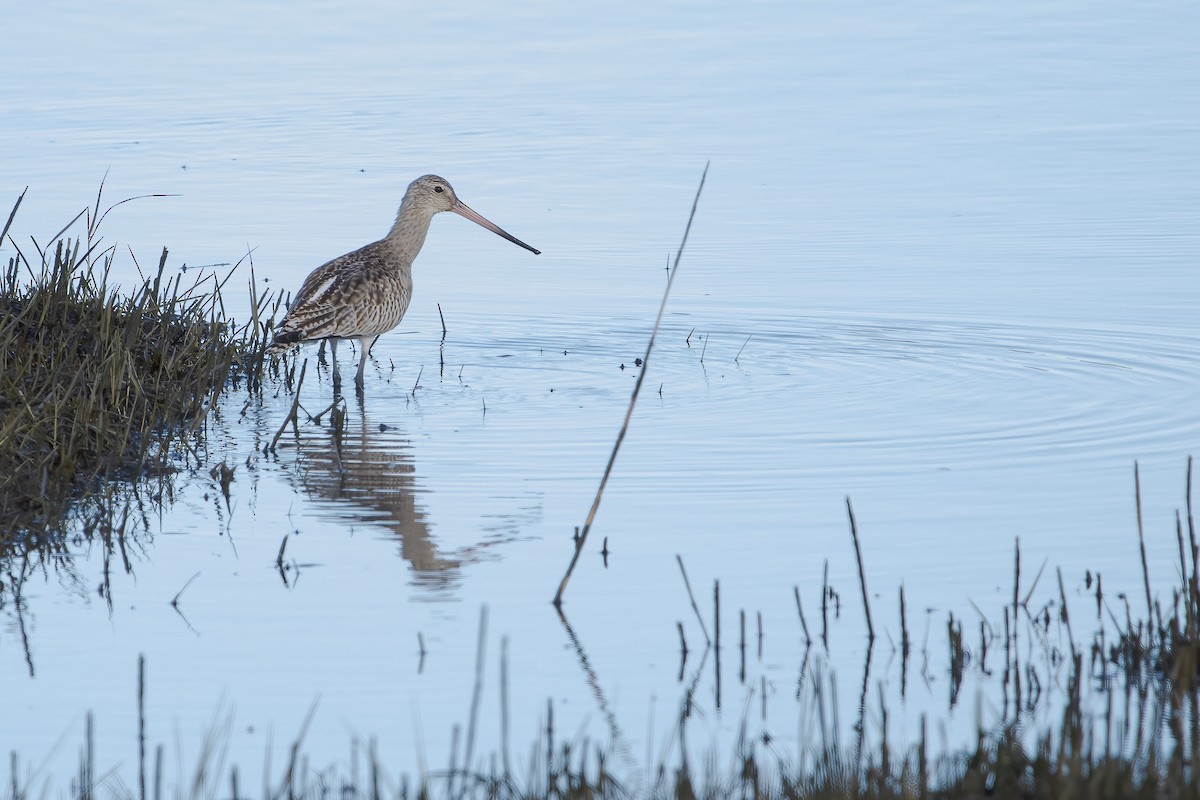 Pittima minore - ML646745262