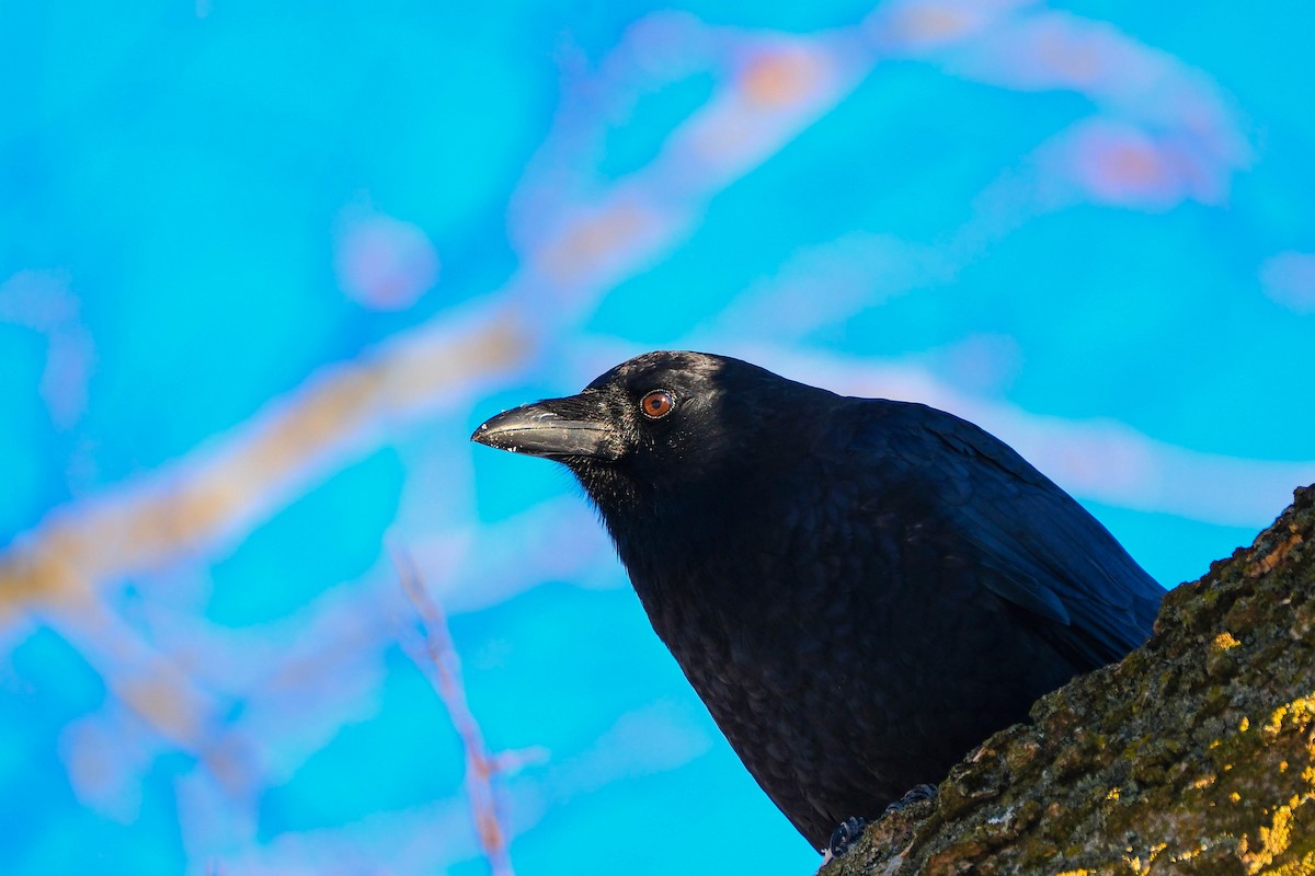 American Crow - ML646745264