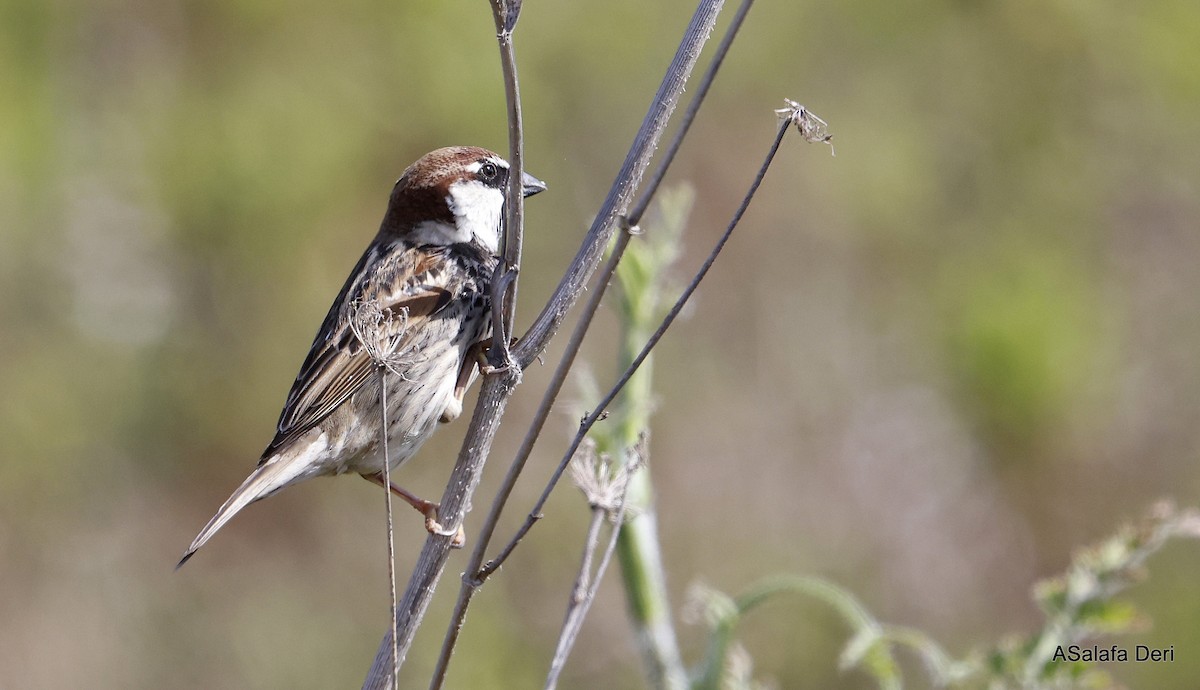 Söğüt Serçesi - ML646745265