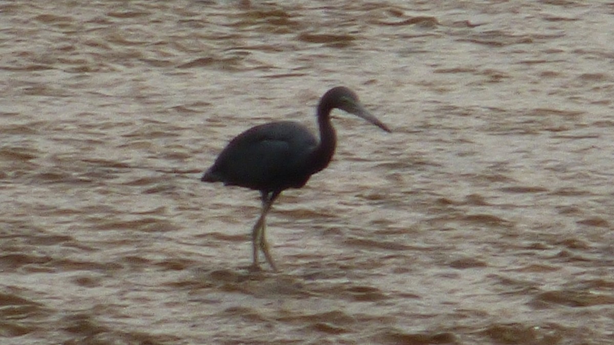 Little Blue Heron - ML646745266