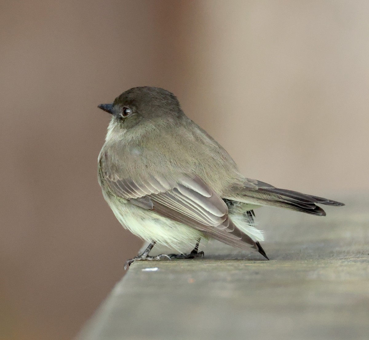 Eastern Phoebe - ML646745271