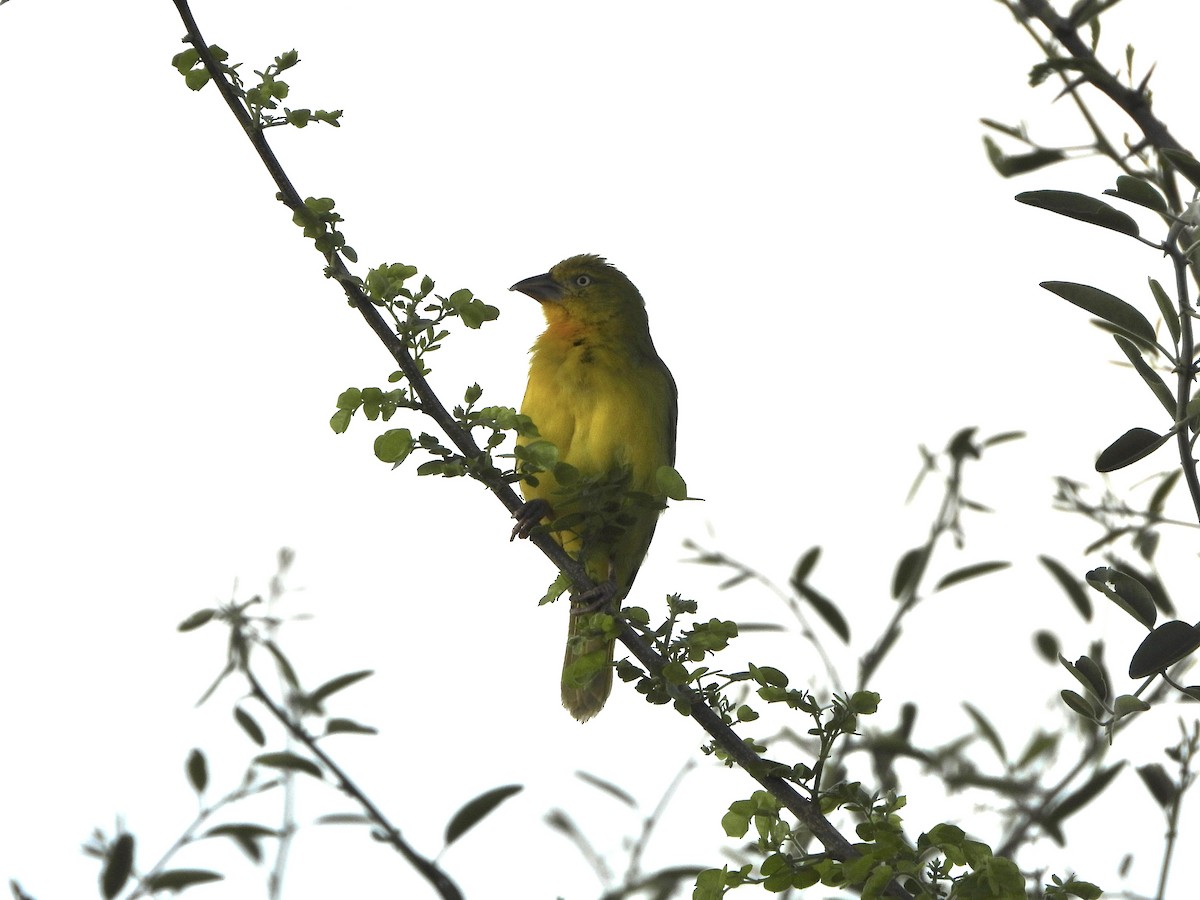 Holub's Golden-Weaver - ML646745272