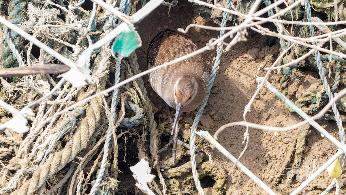 chřástal proužkovaný - ML646745274