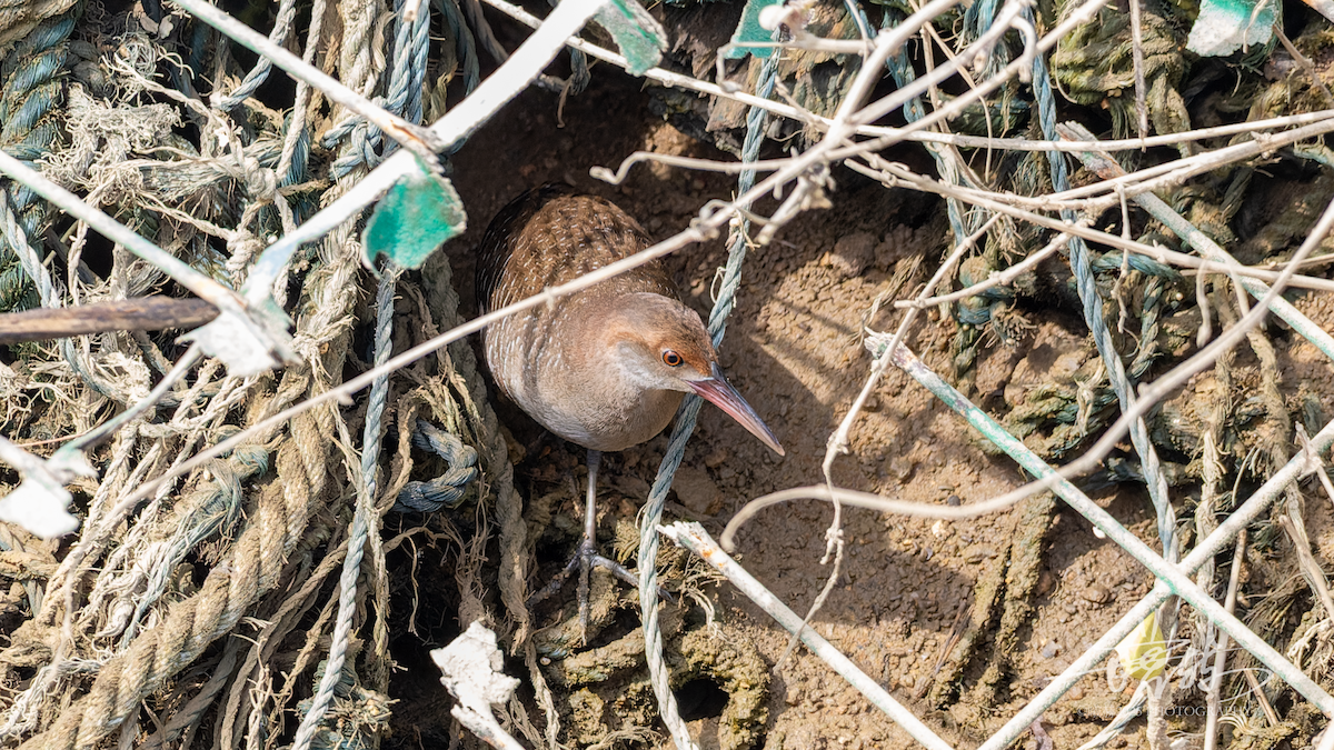 chřástal proužkovaný - ML646745275