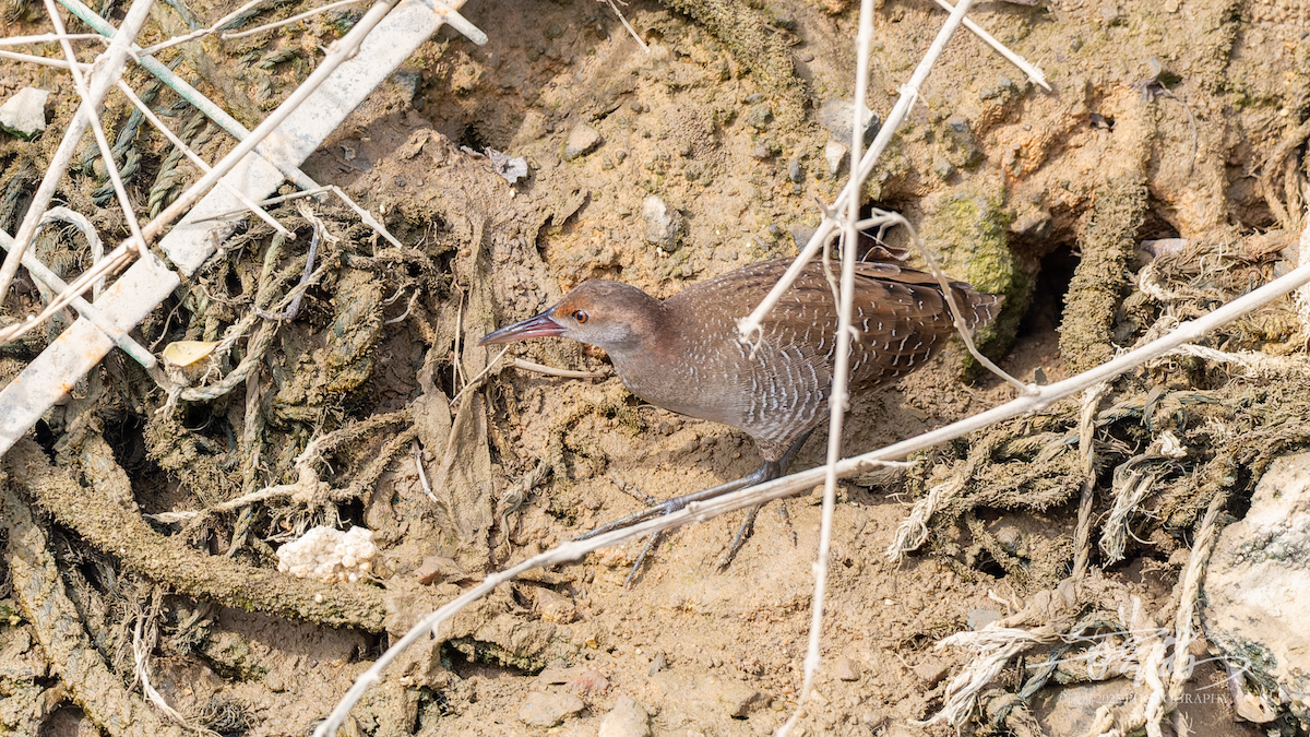 chřástal proužkovaný - ML646745276