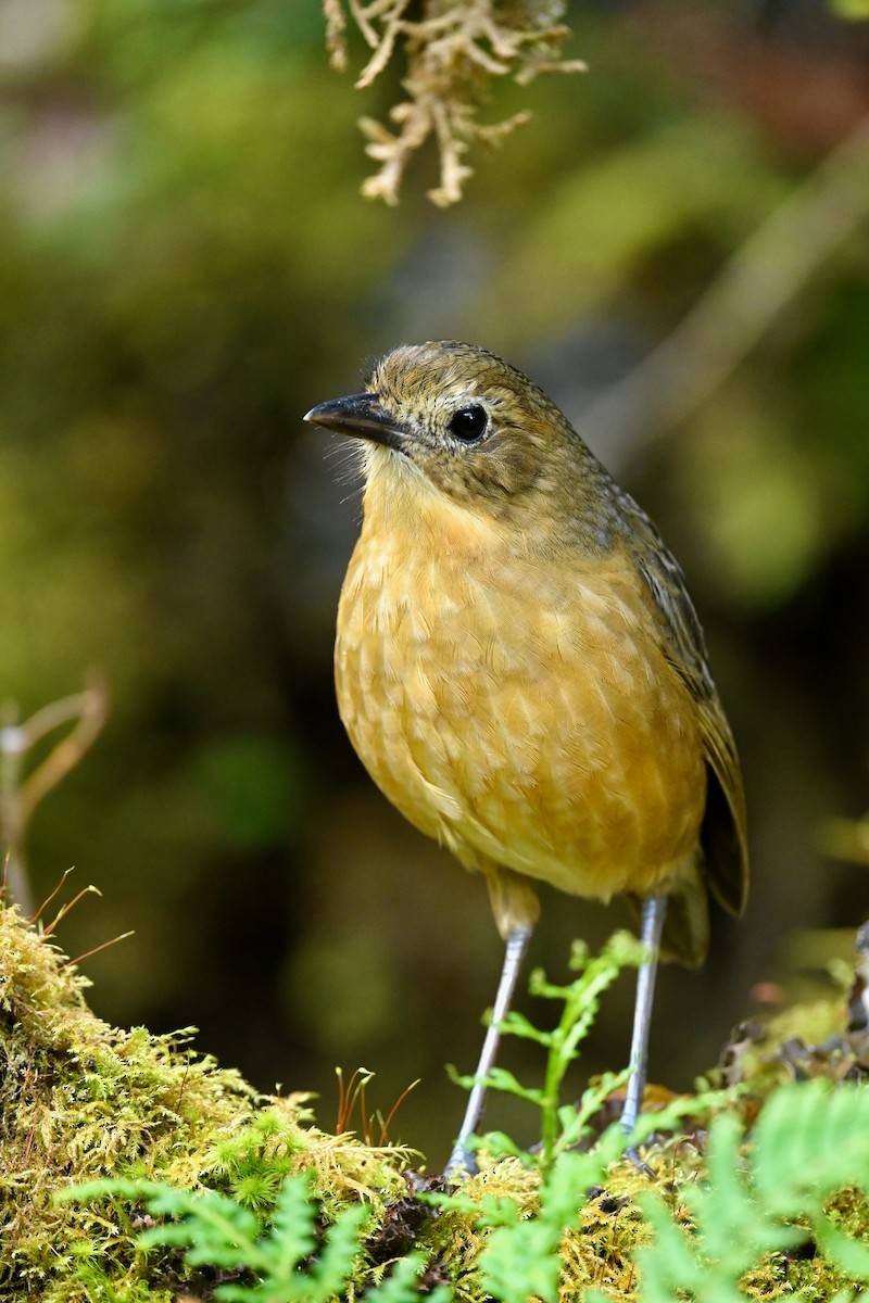 Tawny Antpitta - ML646745279