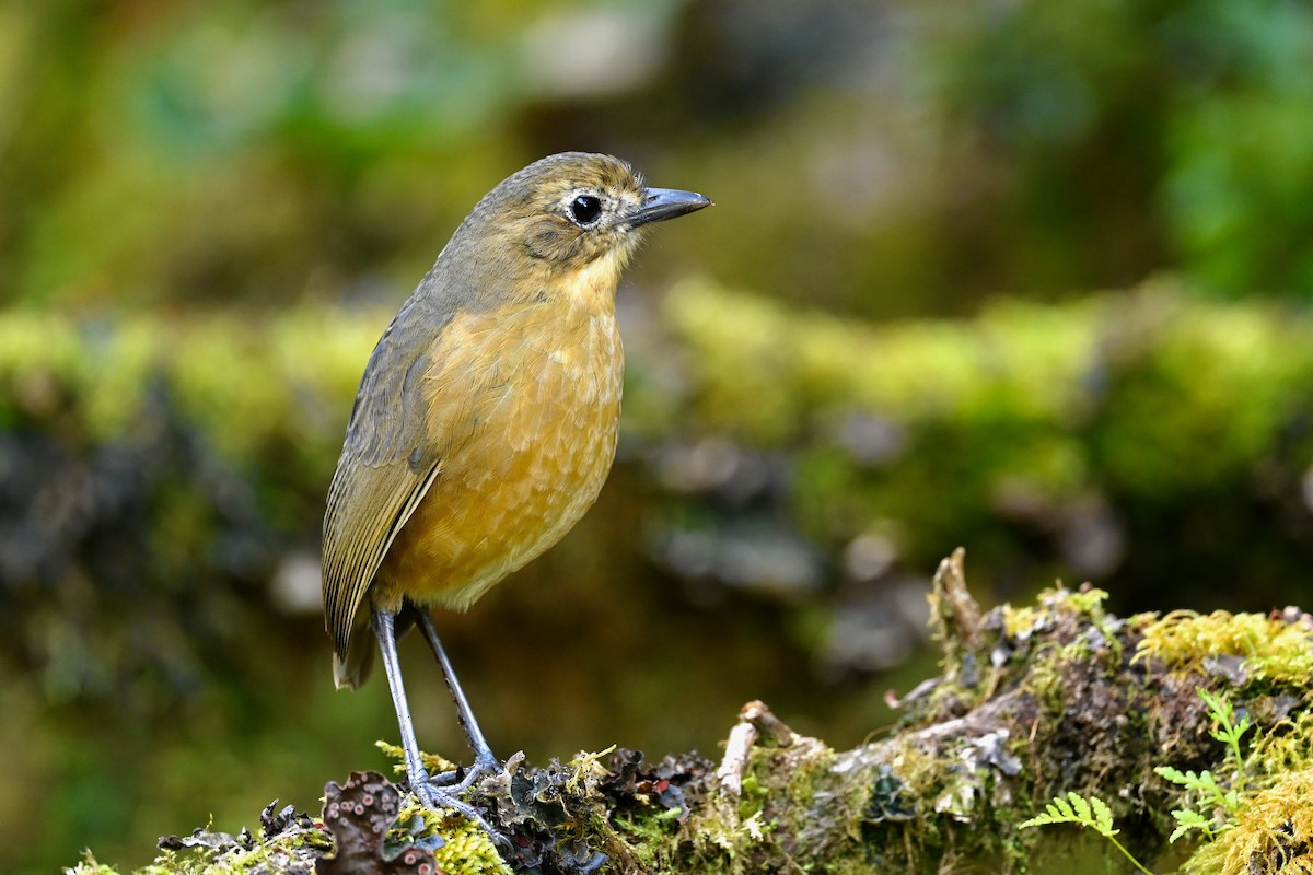 Tawny Antpitta - ML646745280