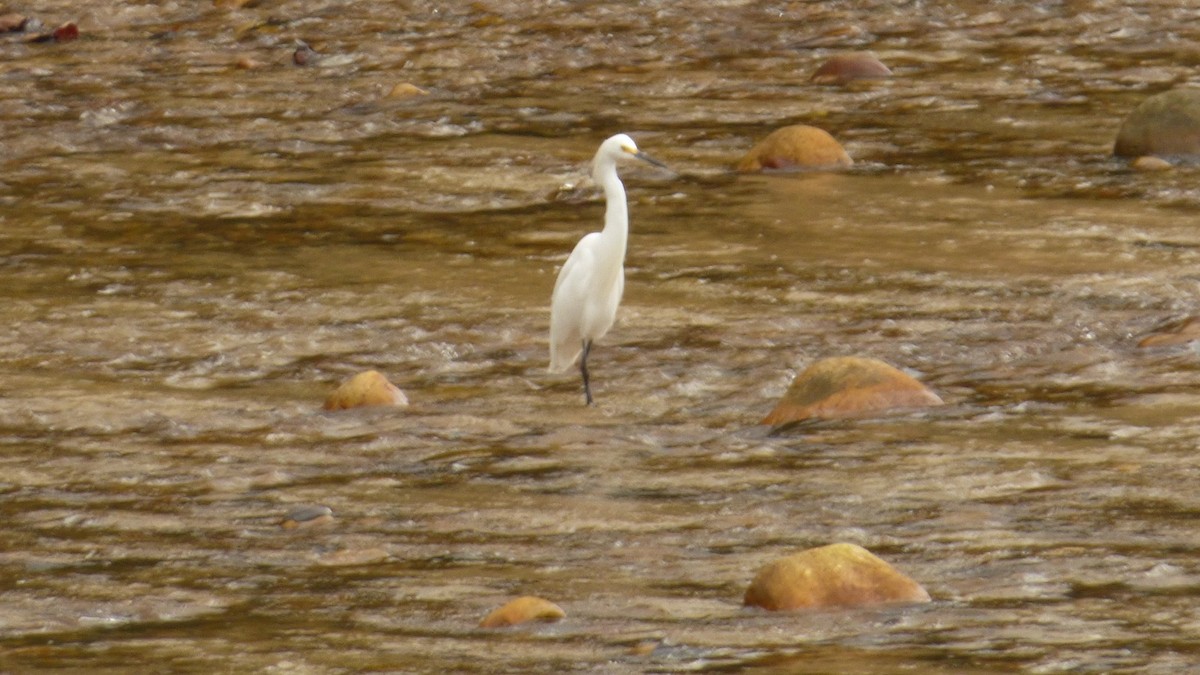 Snowy Egret - ML646745281