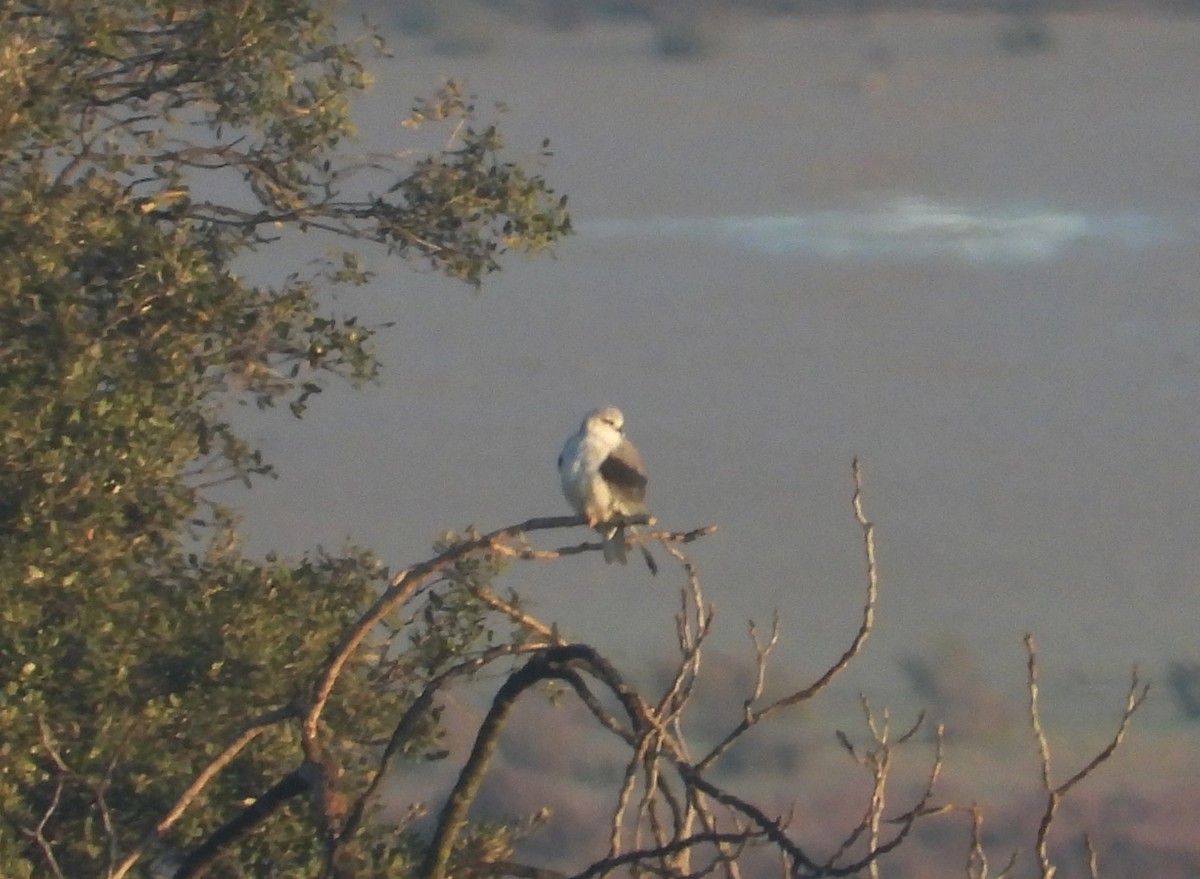 Black-winged Kite - ML646745285