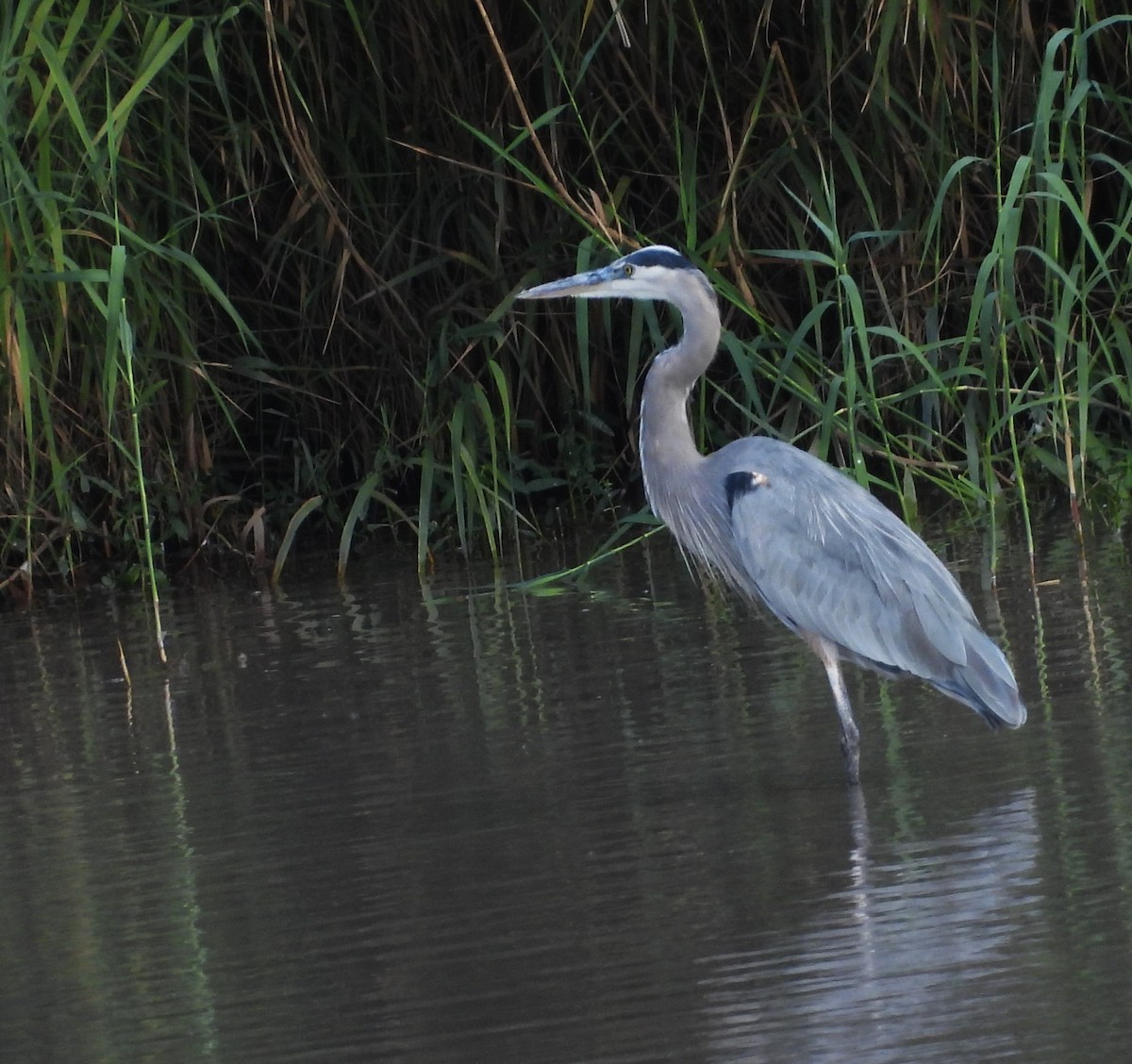 Great Blue Heron - ML646745290