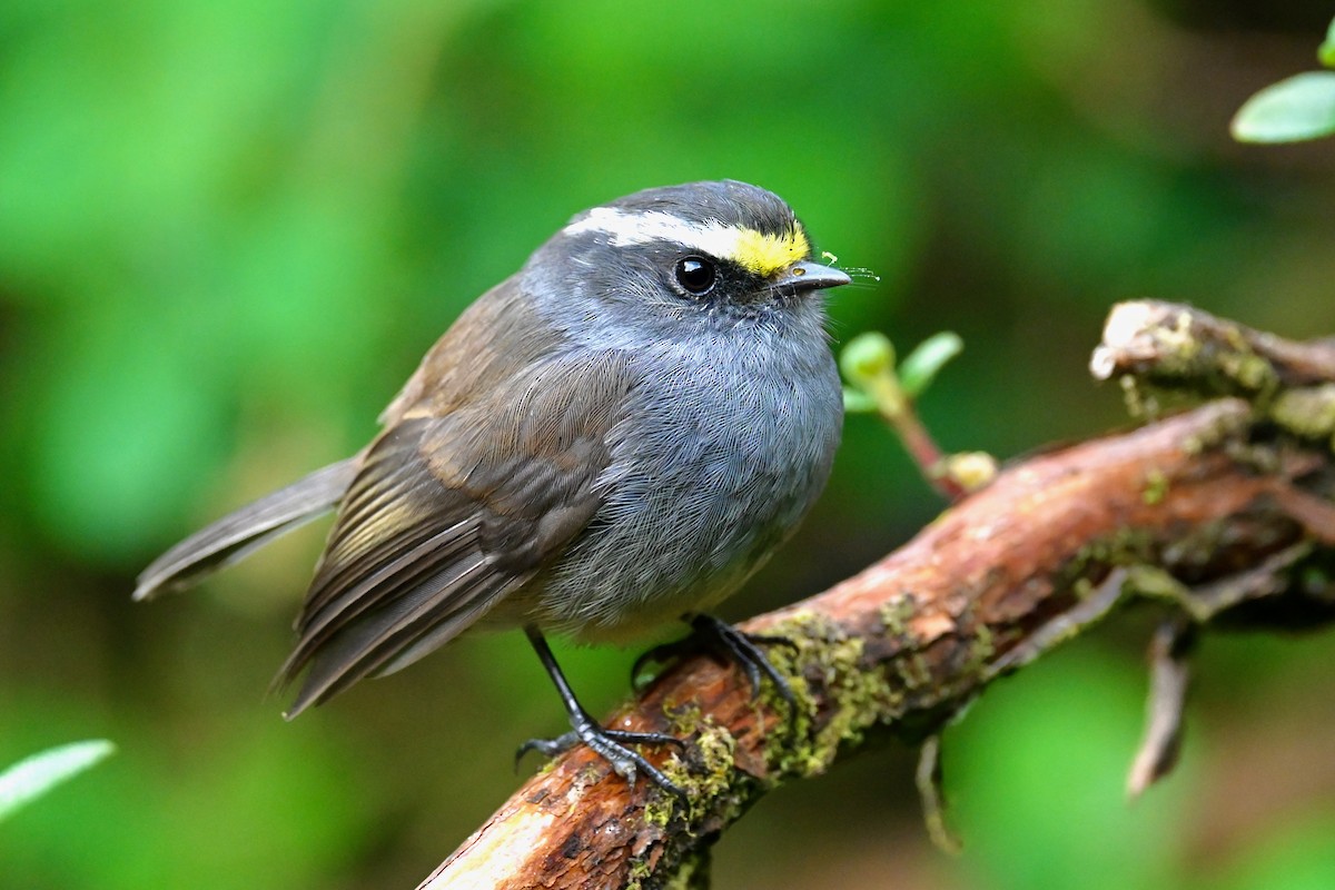 Crowned Chat-Tyrant - ML646745293