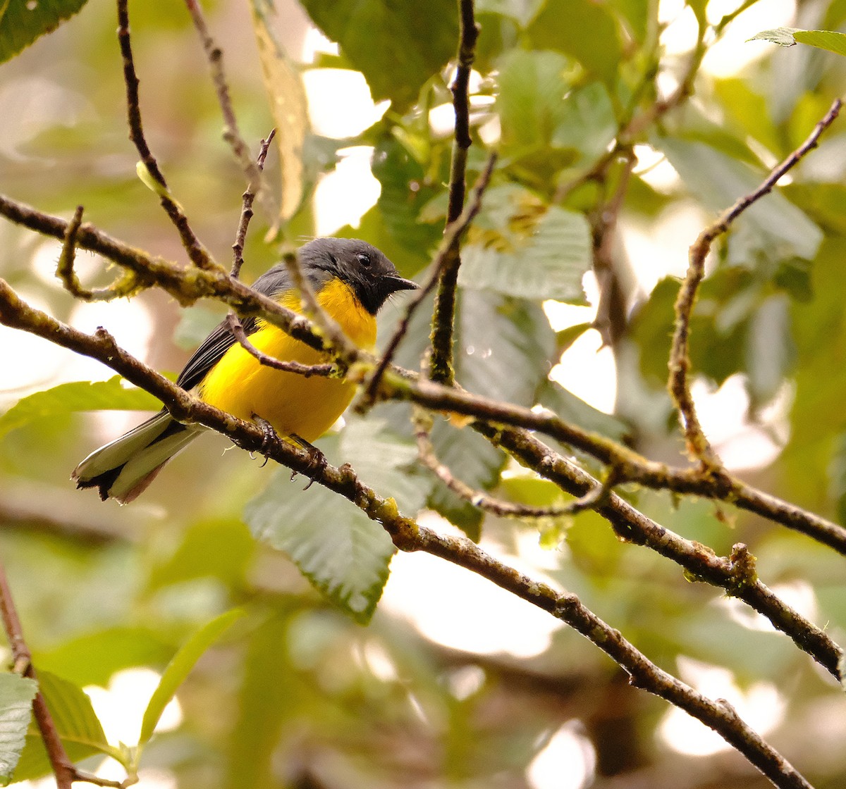 Slate-throated Redstart - ML646745297