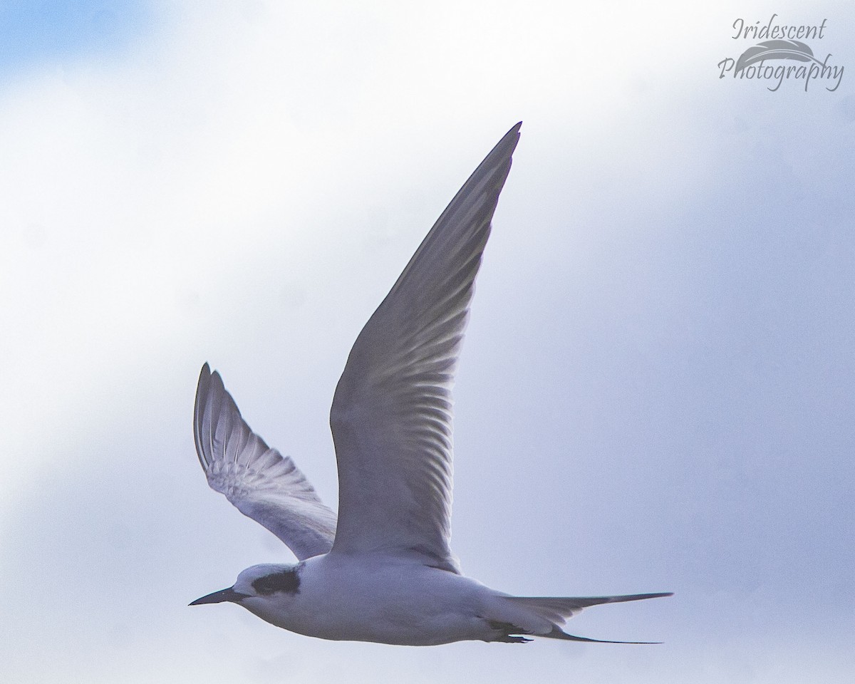 Forster's Tern - ML646745302