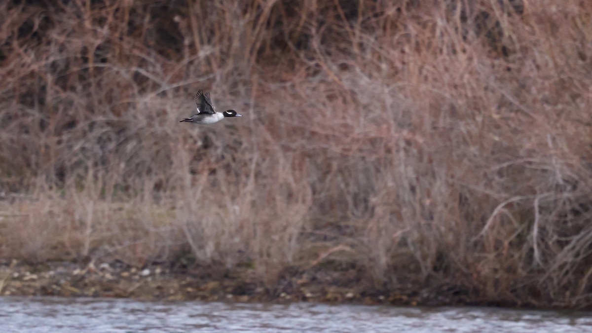 Petit Garrot - ML646745307