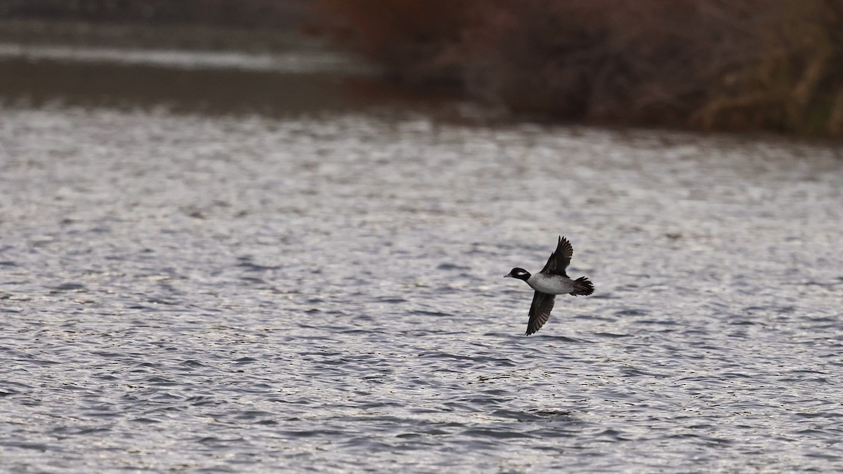 Petit Garrot - ML646745308