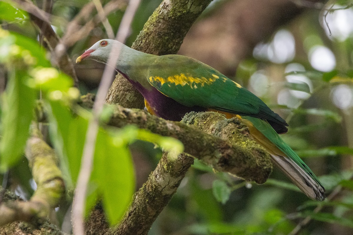 Purpurbrust-Fruchttaube - ML646745311