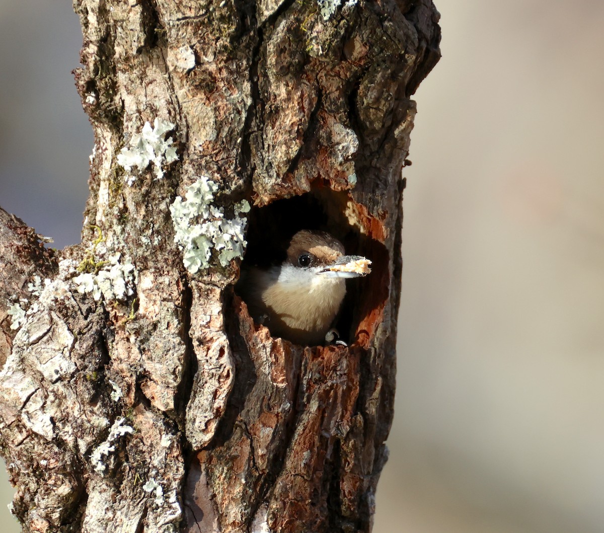 Sittelle à tête brune - ML646745312