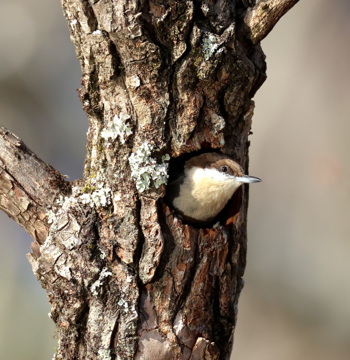 Sittelle à tête brune - ML646745315