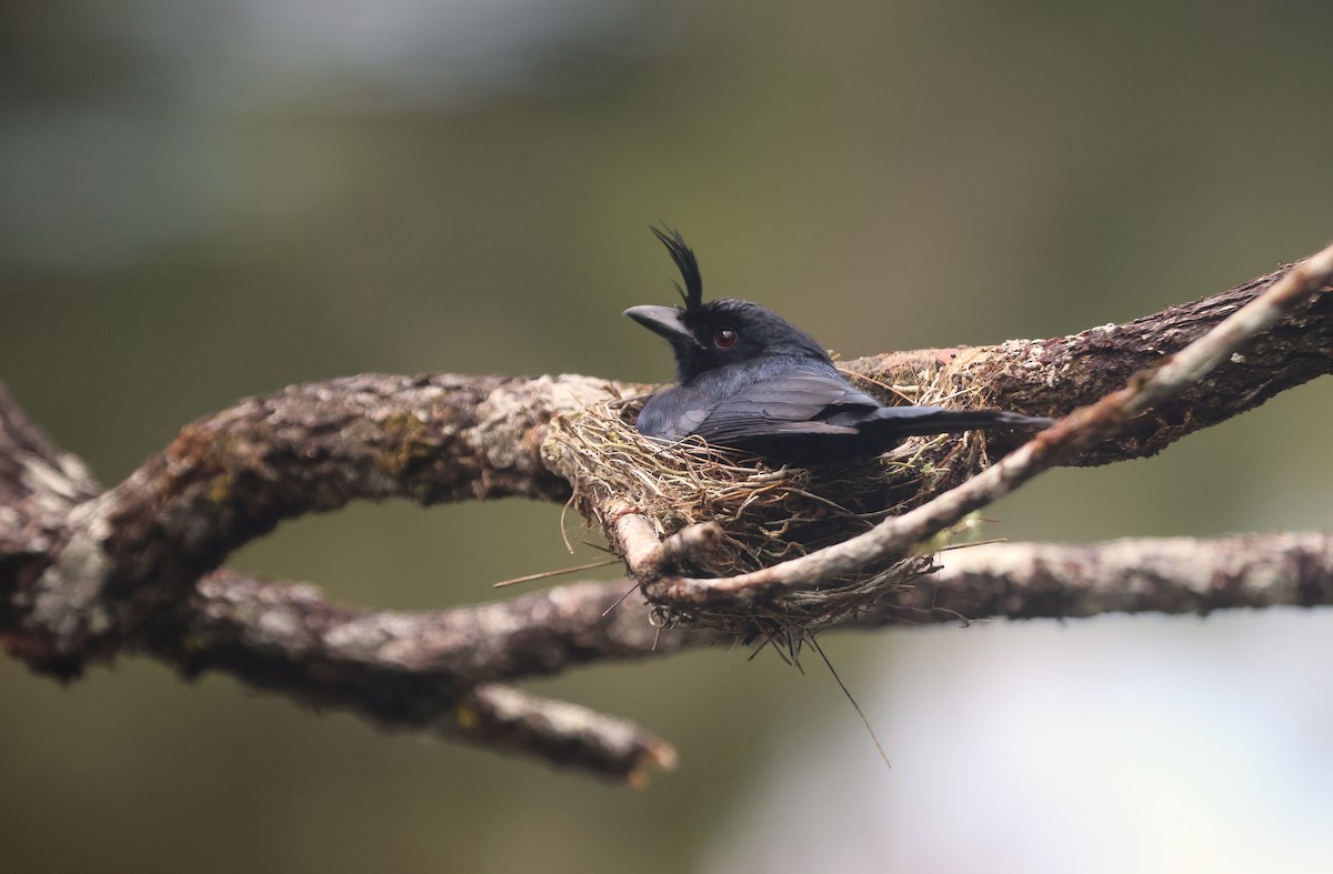 Crested Drongo (Madagascar) - ML646745320