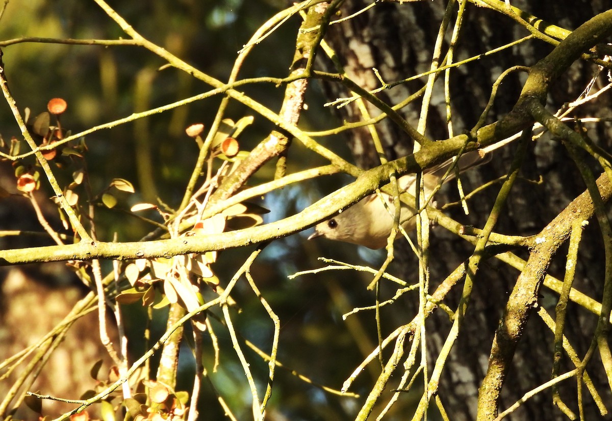 Black-crested Titmouse - ML646745322