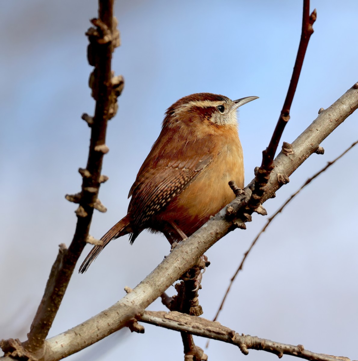 Carolina Wren - ML646745331