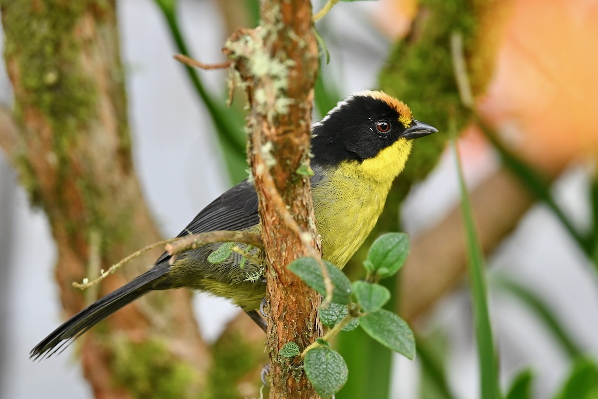 Pale-naped Brushfinch - ML646745345