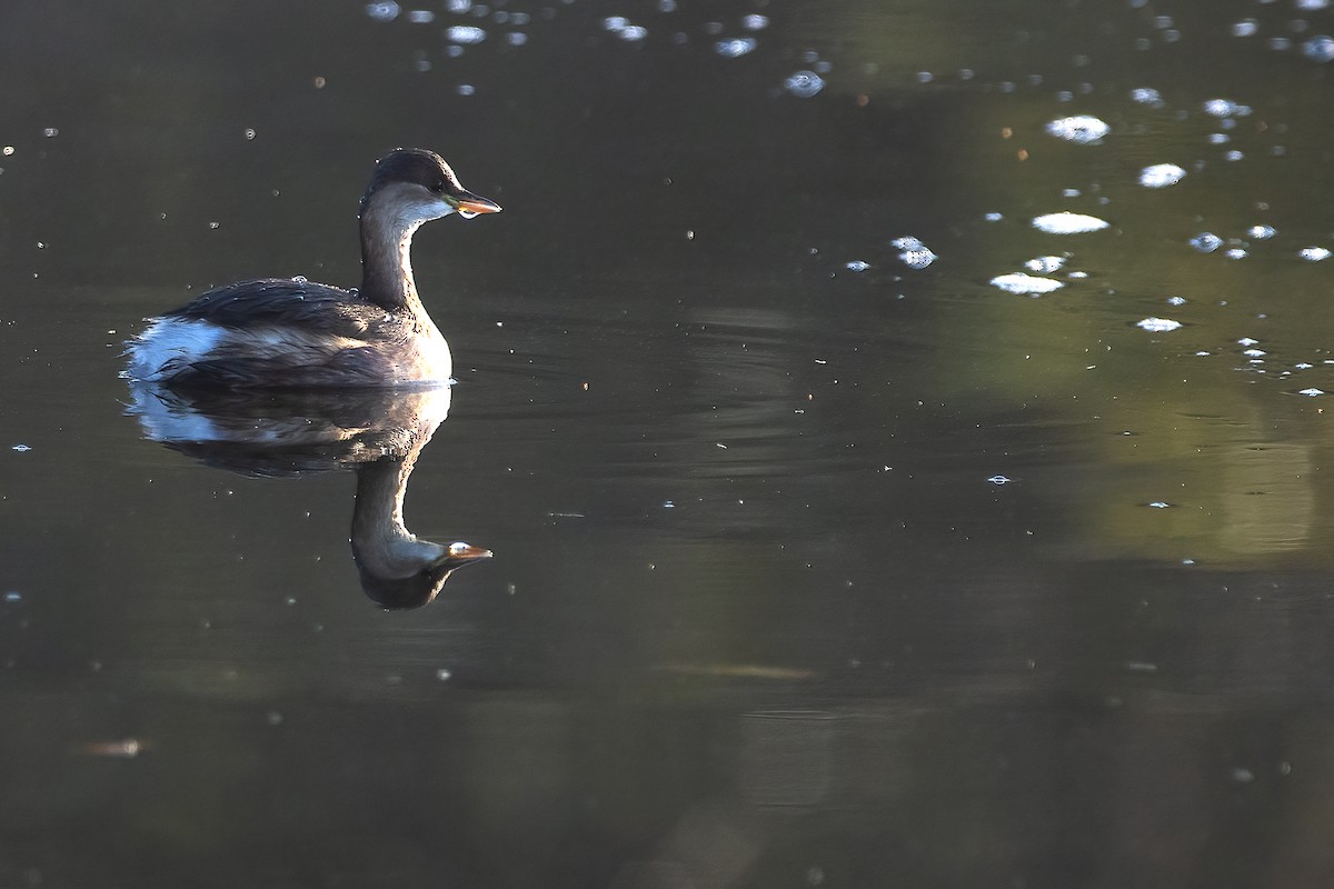Little Grebe - ML646745346