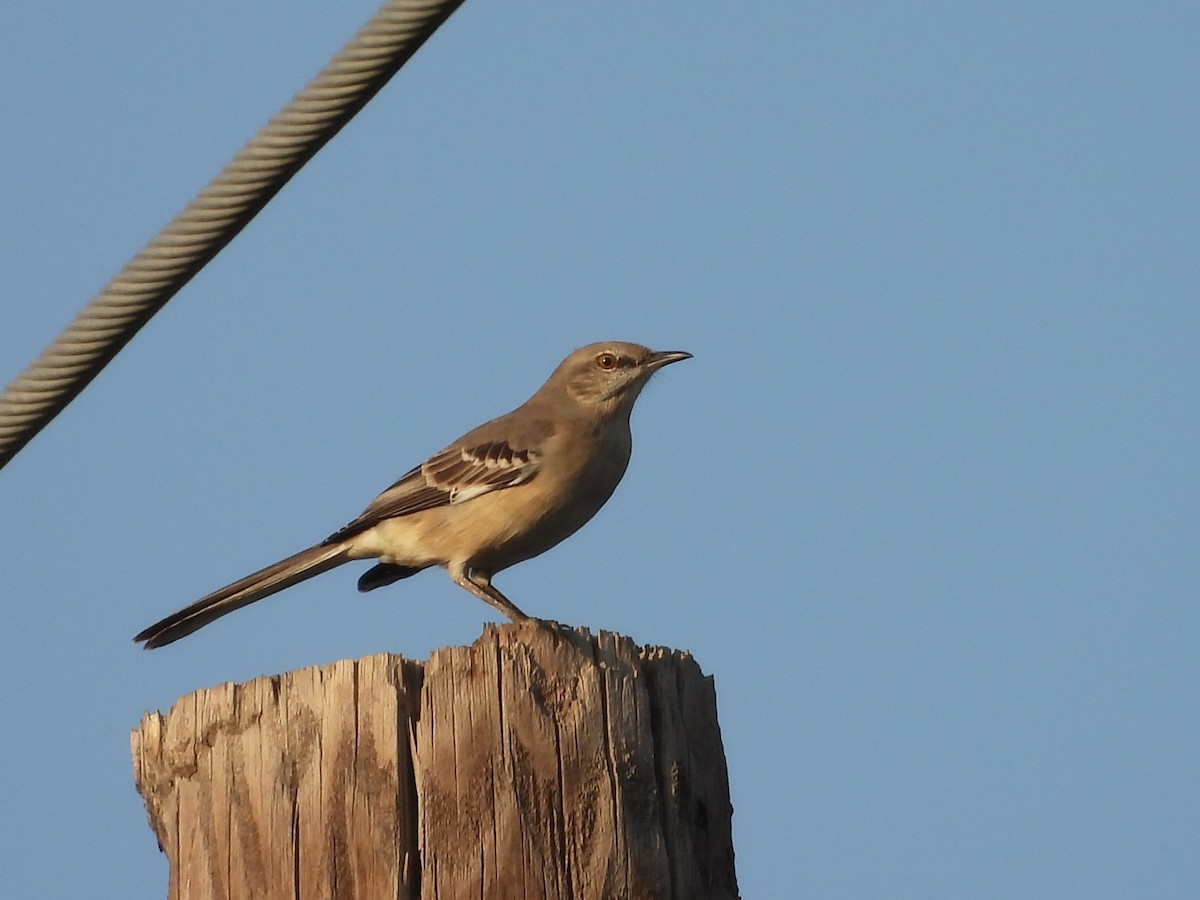 Northern Mockingbird - ML646745347