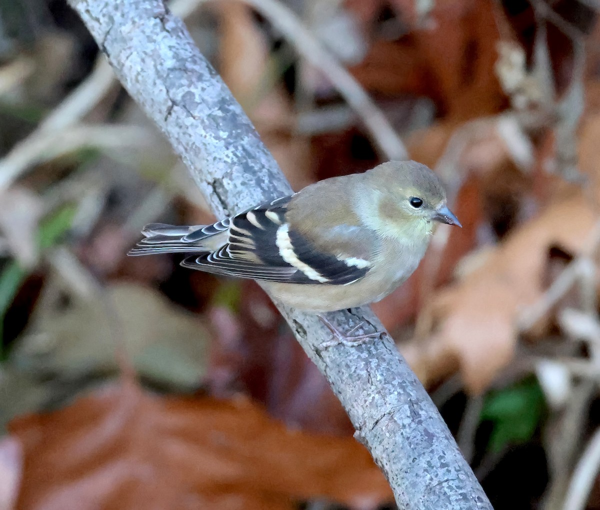 American Goldfinch - ML646745350