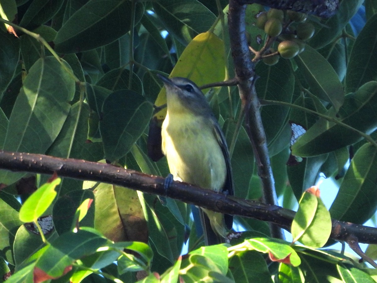 Filadelfiya Vireosu - ML646745354