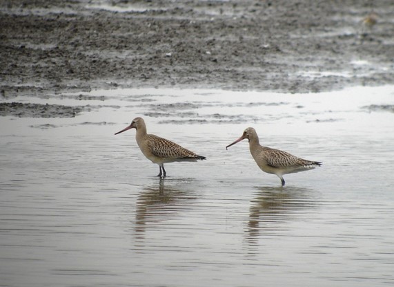 Bar-tailed Godwit - ML646745356