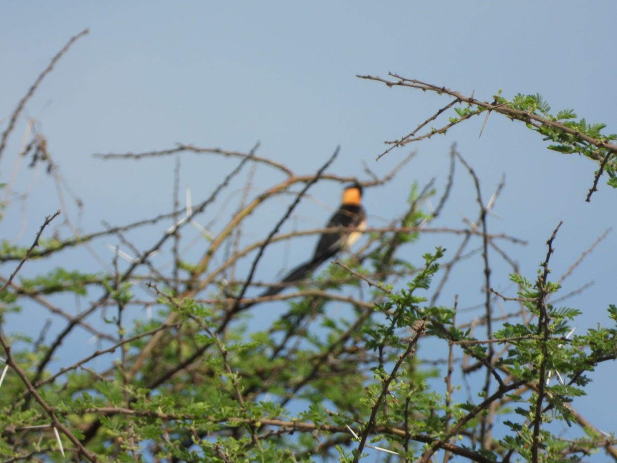 Eastern Paradise-Whydah - ML646745359