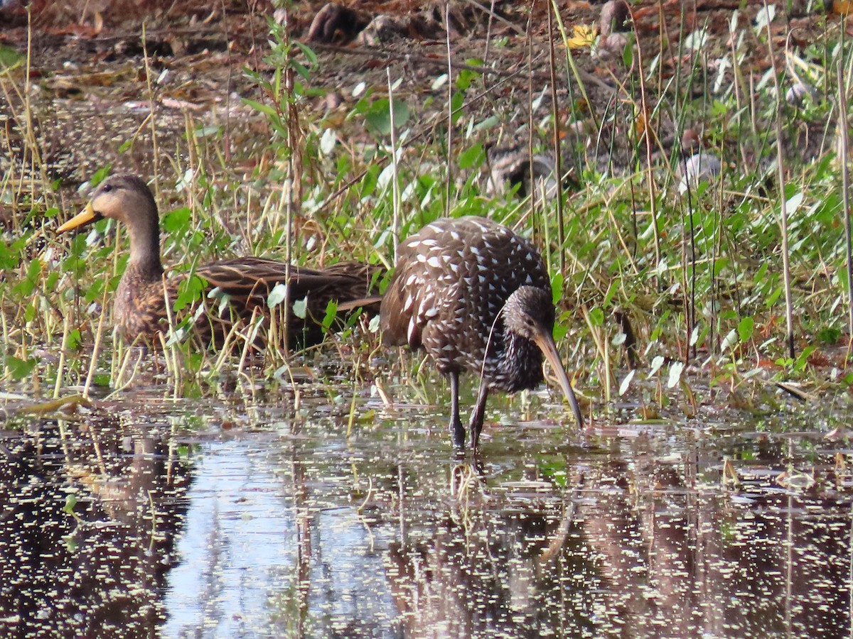 riksetrane (pictus gr.) - ML646745362