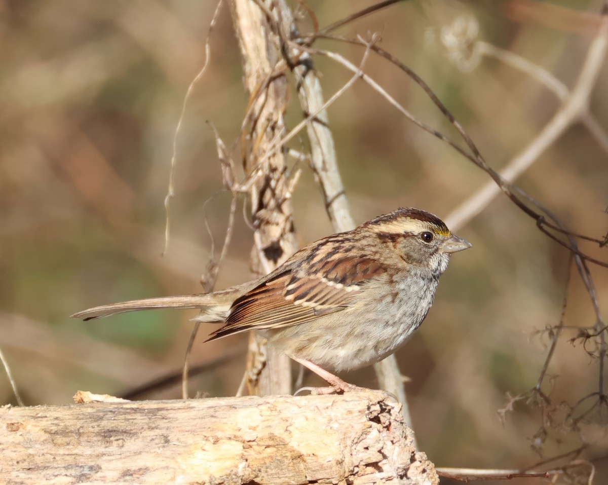 White-throated Sparrow - ML646745363