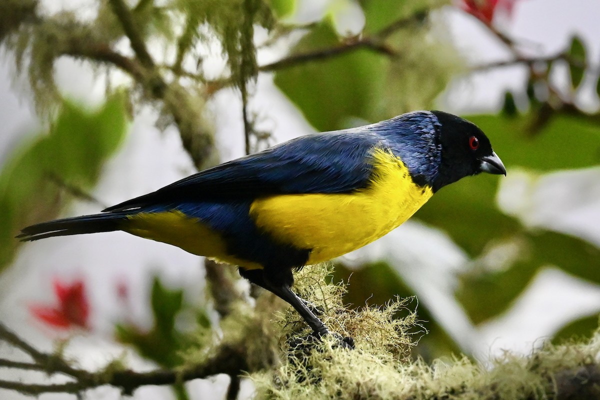 Hooded Mountain Tanager - ML646745367