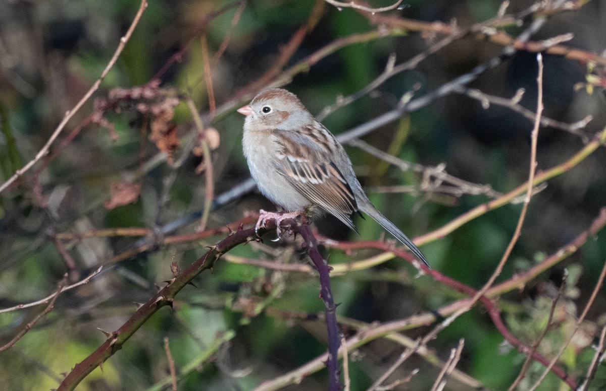 Field Sparrow - ML646745368