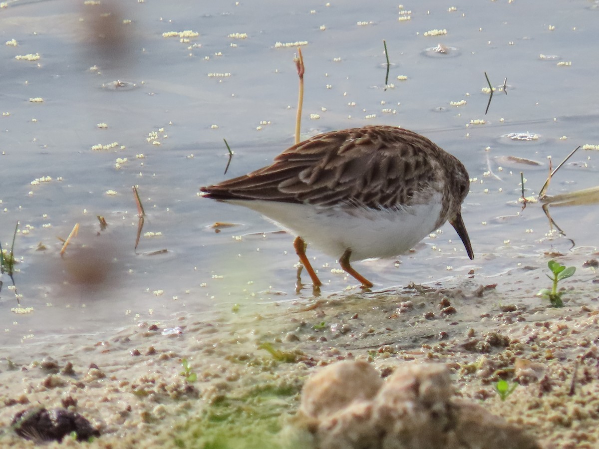 pygmésnipe - ML646745370