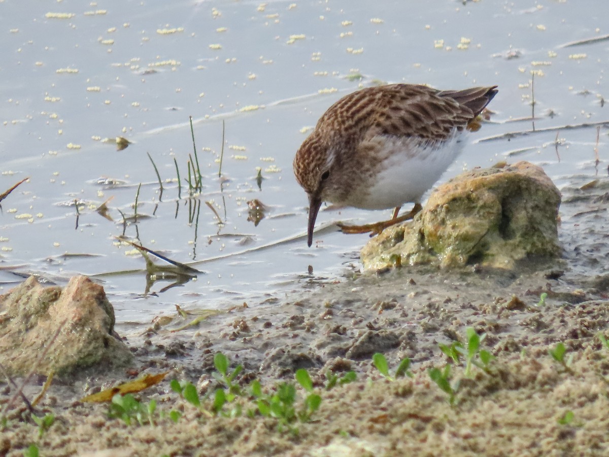 pygmésnipe - ML646745371