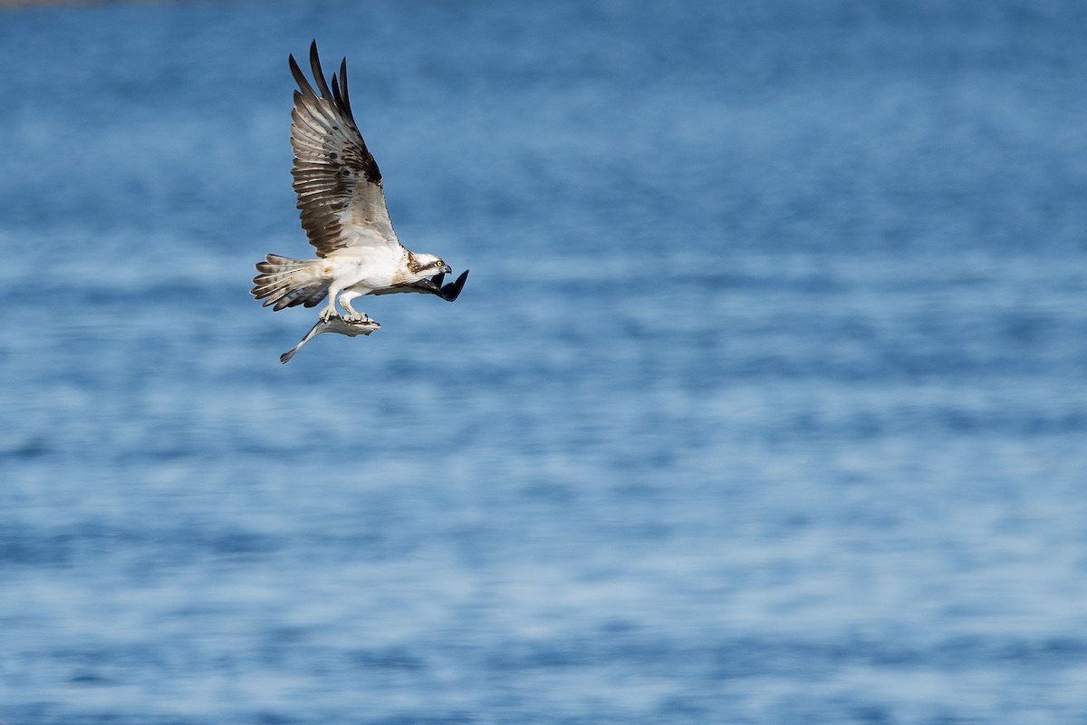 Osprey - ML646745372