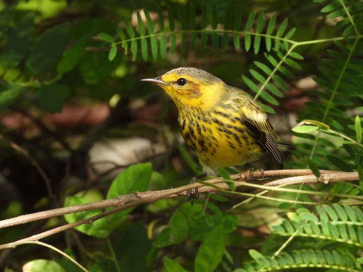 Kaplan Ötleğeni - ML646745375