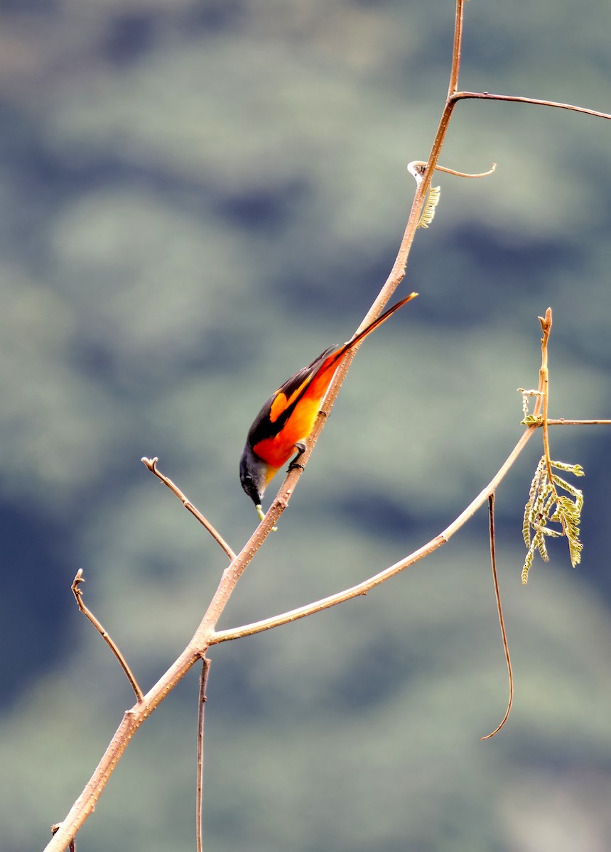 gråhakemønjefugl (solaris gr.) - ML646745376